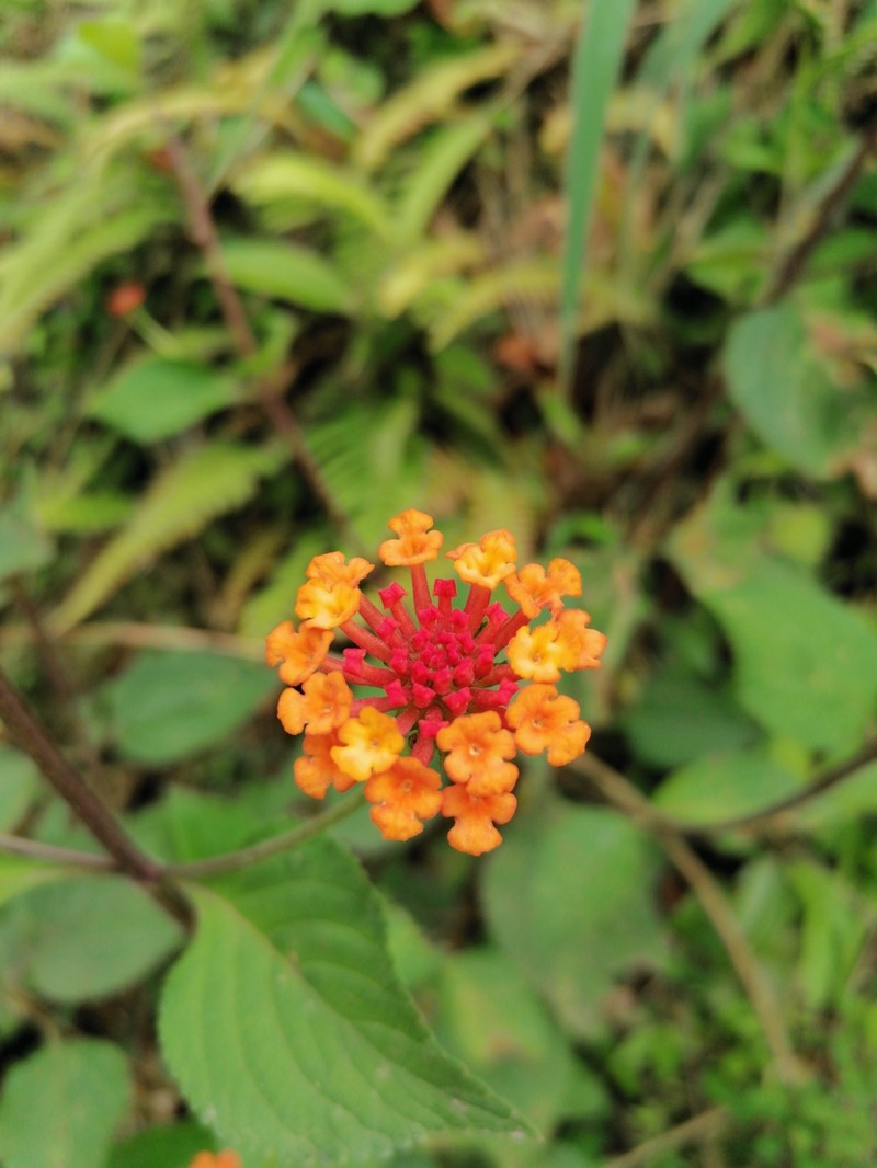 Nettleleaf Shrubverbena photo 7