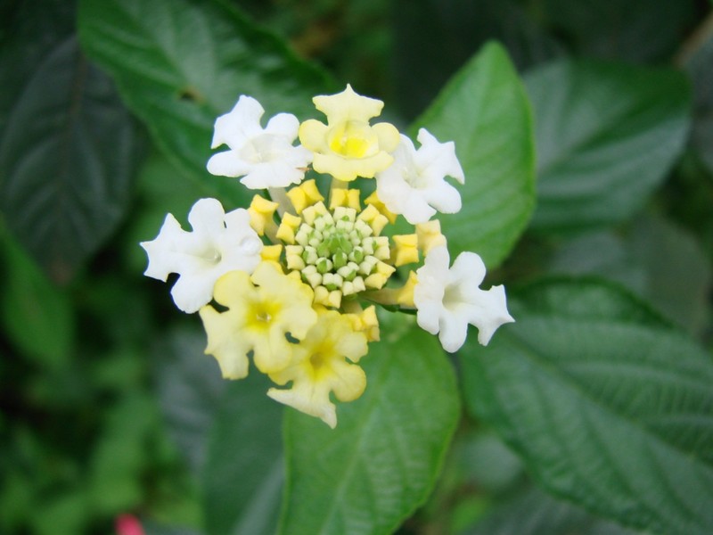 Hammock Shrubverbena