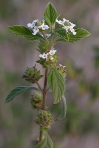 Hammock Shrubverbena