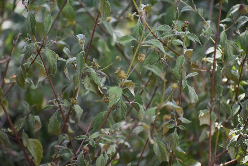 Hammock Shrubverbena photo 3