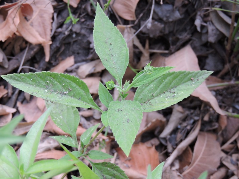 Hammock Shrubverbena photo 5