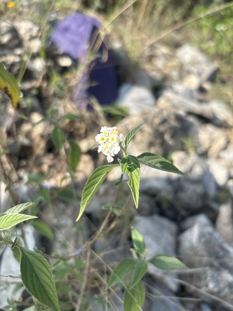 Hammock Shrubverbena photo 6