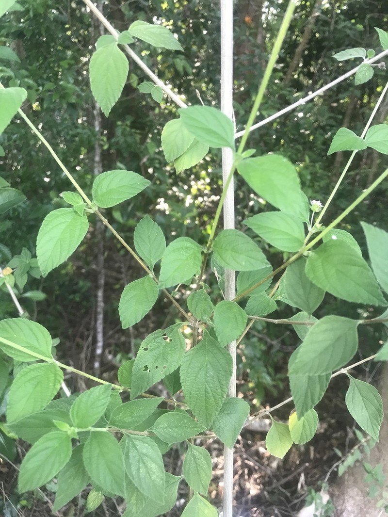 Hammock Shrubverbena photo 7