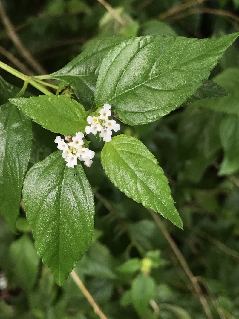Hammock Shrubverbena photo 8