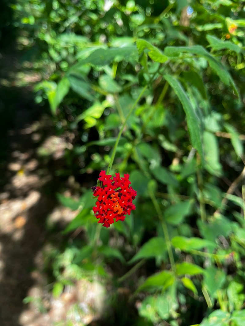 Lantana caudata