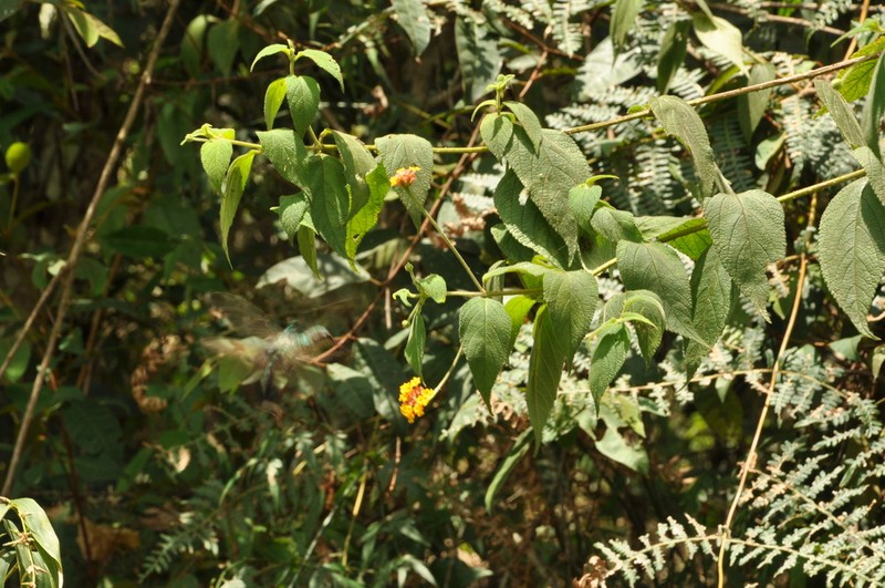 Lantana caudata photo 2