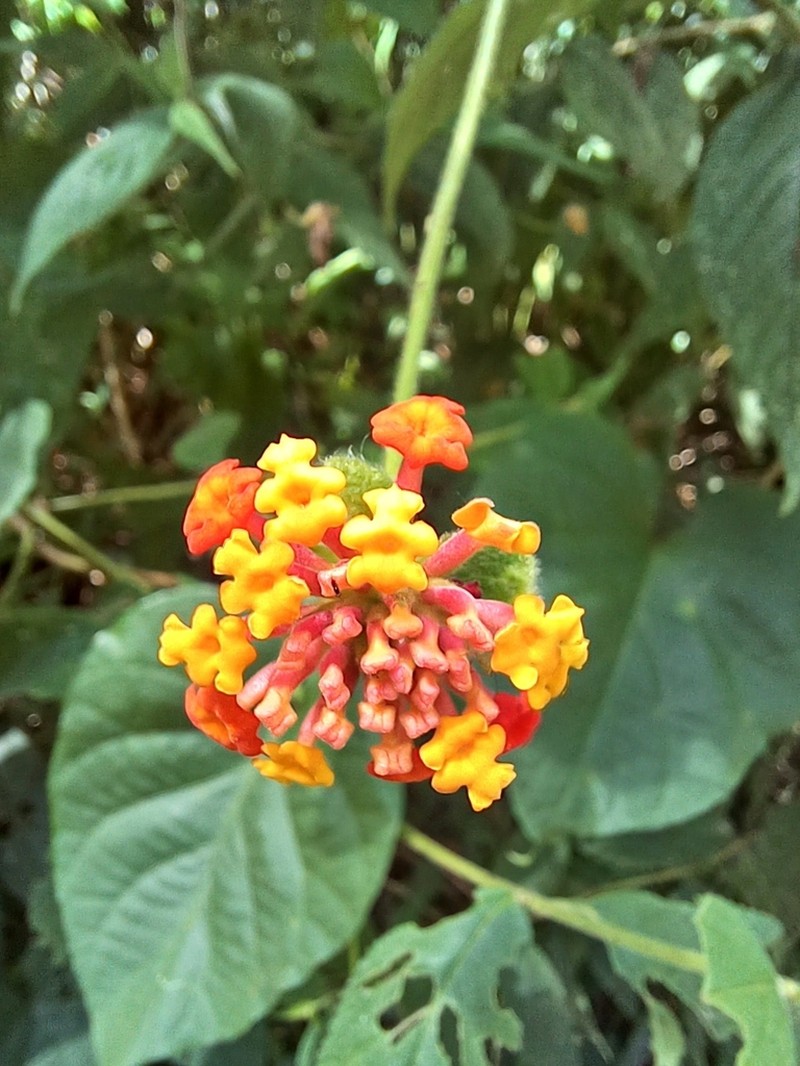 Lantana caudata photo 3