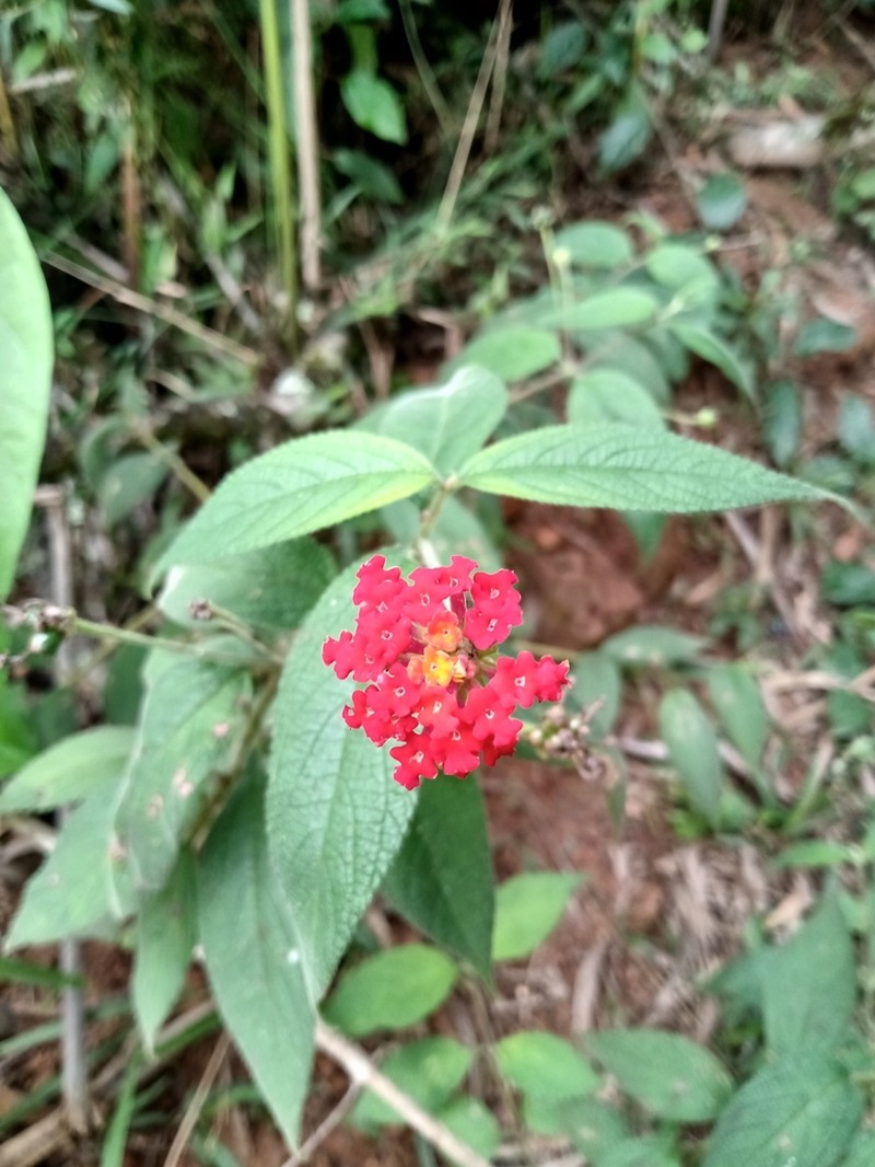 Lantana caudata photo 4