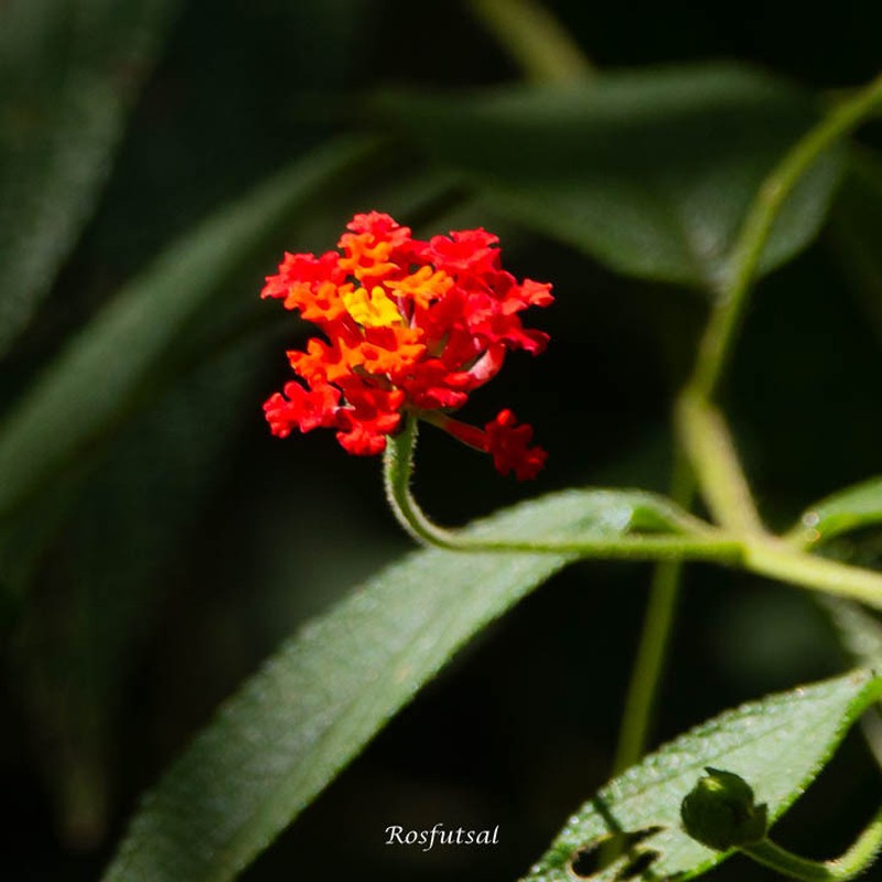 Lantana caudata photo 5