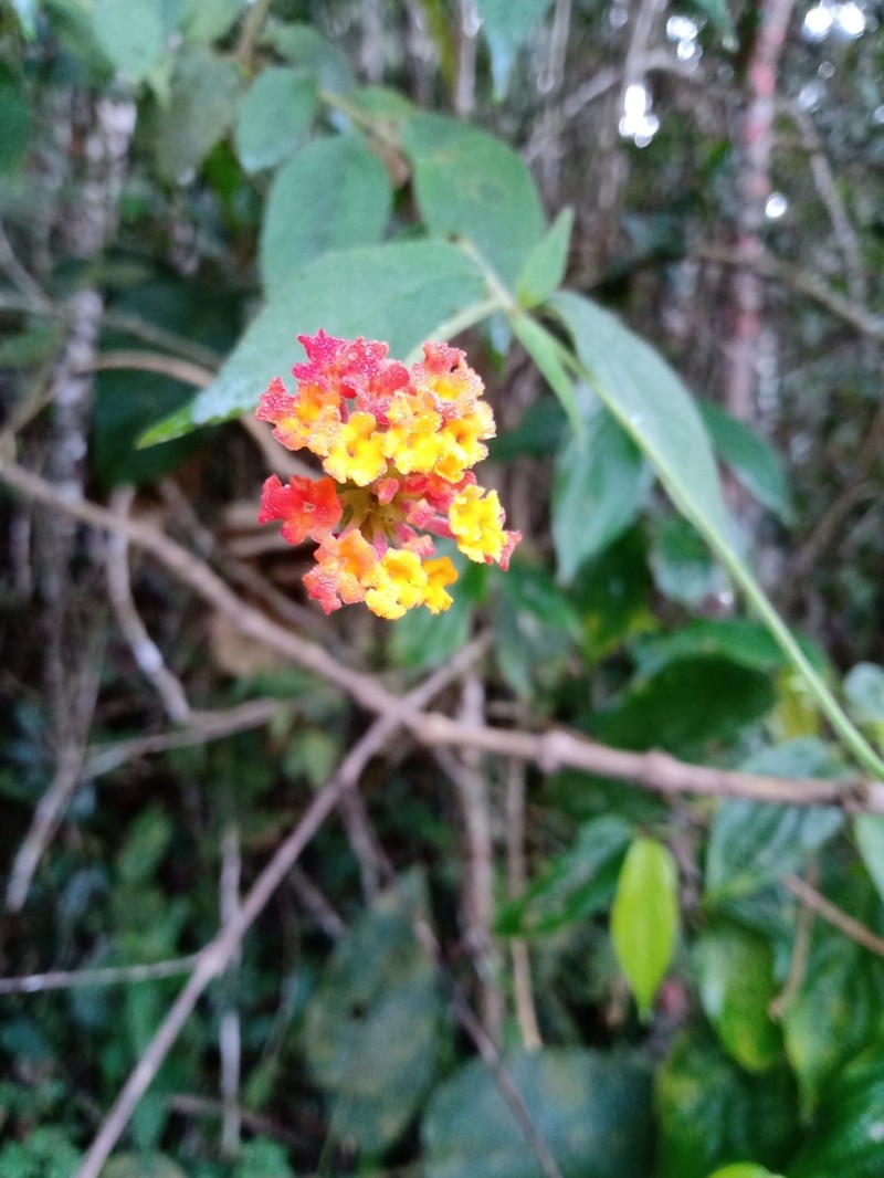 Lantana caudata photo 6