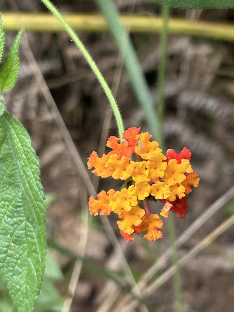 Lantana caudata photo 7