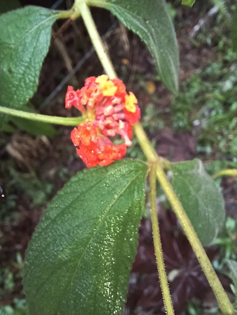 Lantana caudata photo 8