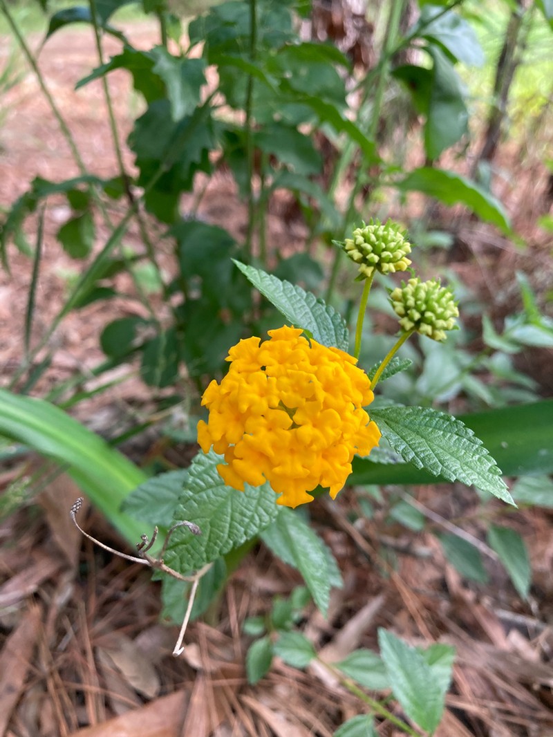 Depressed Shrubverbena