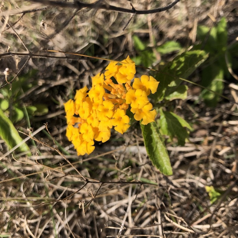 Depressed Shrubverbena photo 2