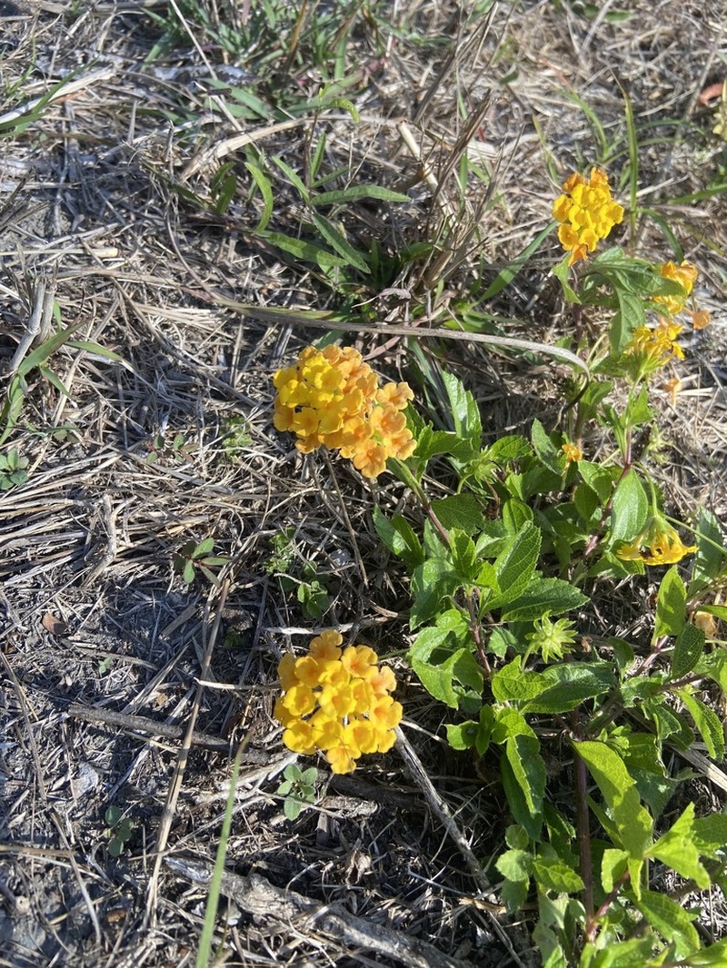 Depressed Shrubverbena photo 3