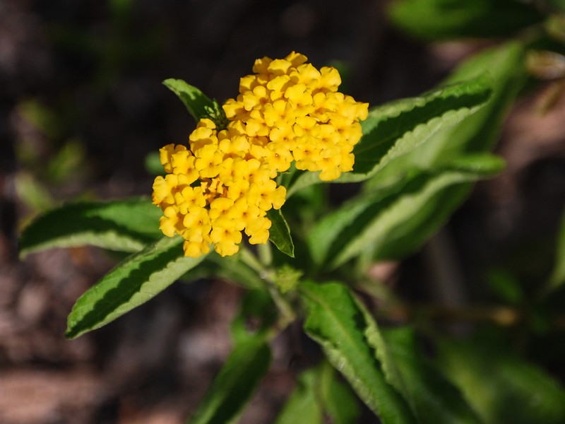 Depressed Shrubverbena photo 4