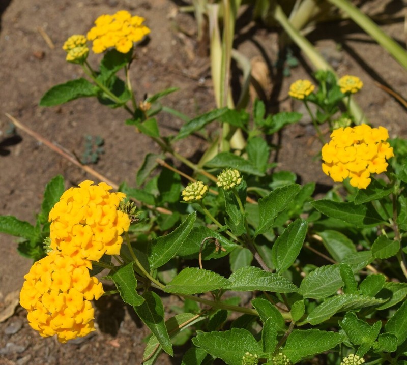 Depressed Shrubverbena photo 5