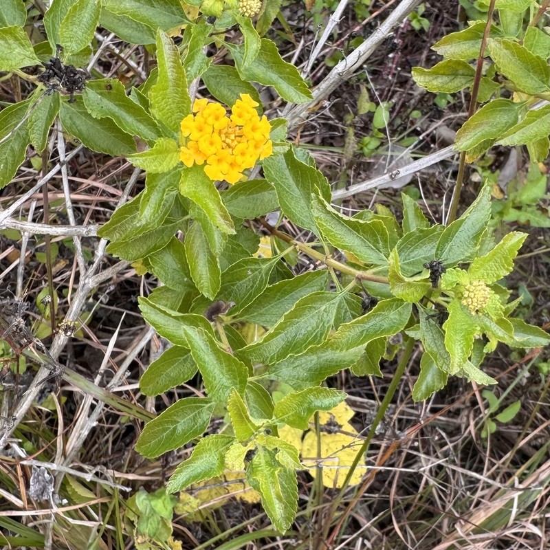 Depressed Shrubverbena photo 6