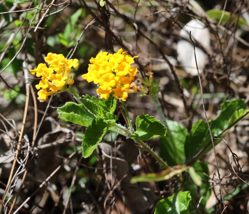 Depressed Shrubverbena photo 7