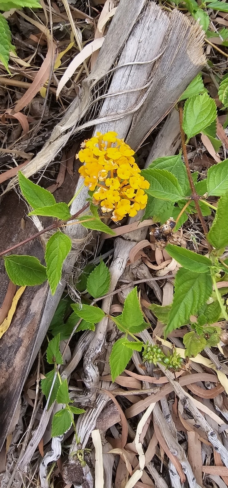 Depressed Shrubverbena photo 8