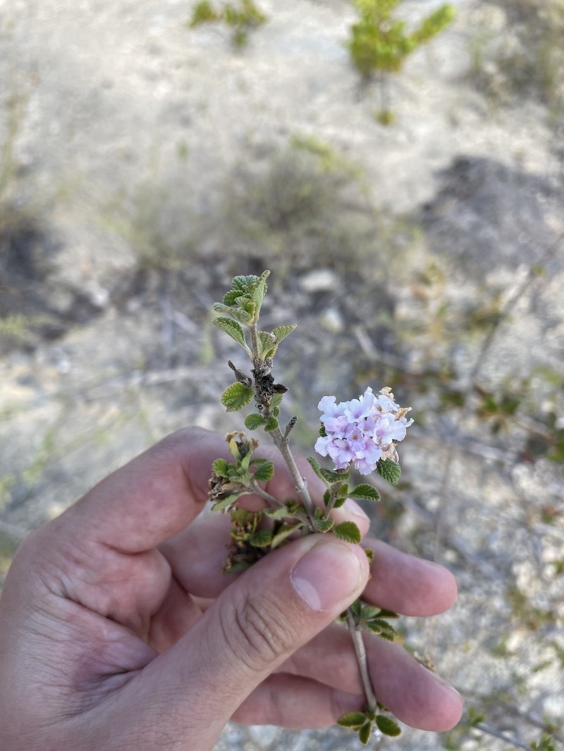 Caribbean Shrubverbena