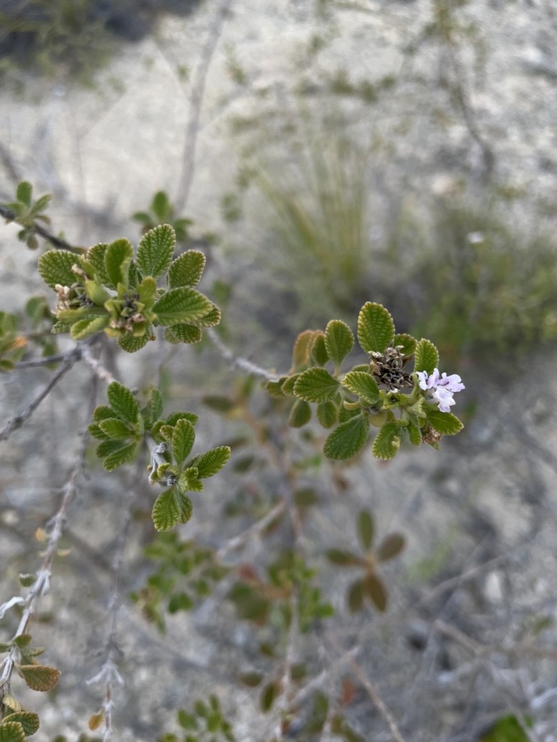 Caribbean Shrubverbena photo 2
