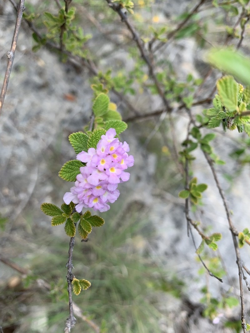 Caribbean Shrubverbena photo 3