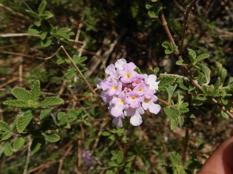 Caribbean Shrubverbena photo 4