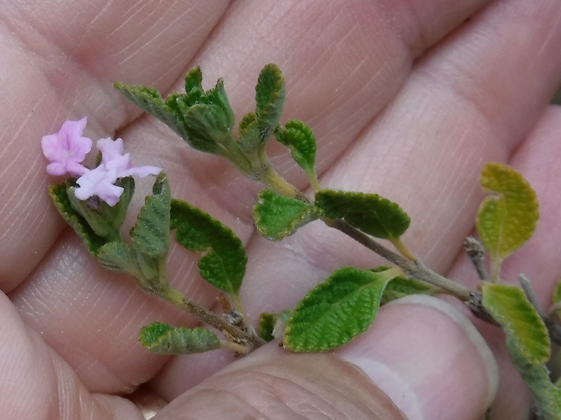 Caribbean Shrubverbena photo 5