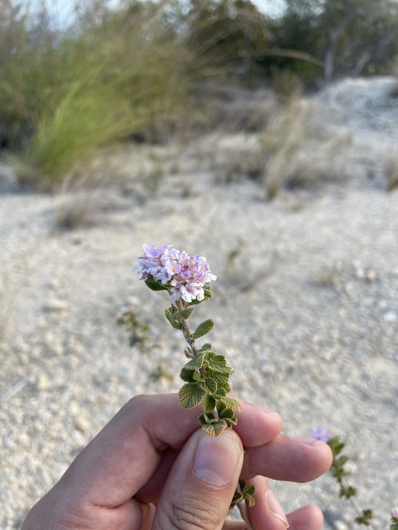 Caribbean Shrubverbena photo 6