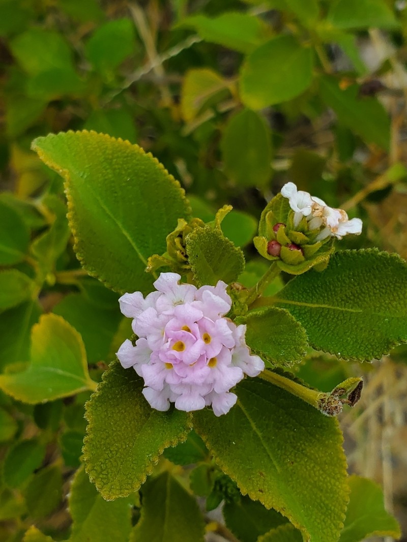 Buttonsage photo 2