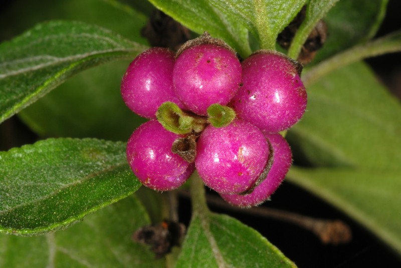 Buttonsage photo 3