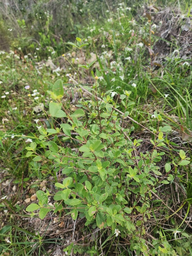 Buttonsage photo 4