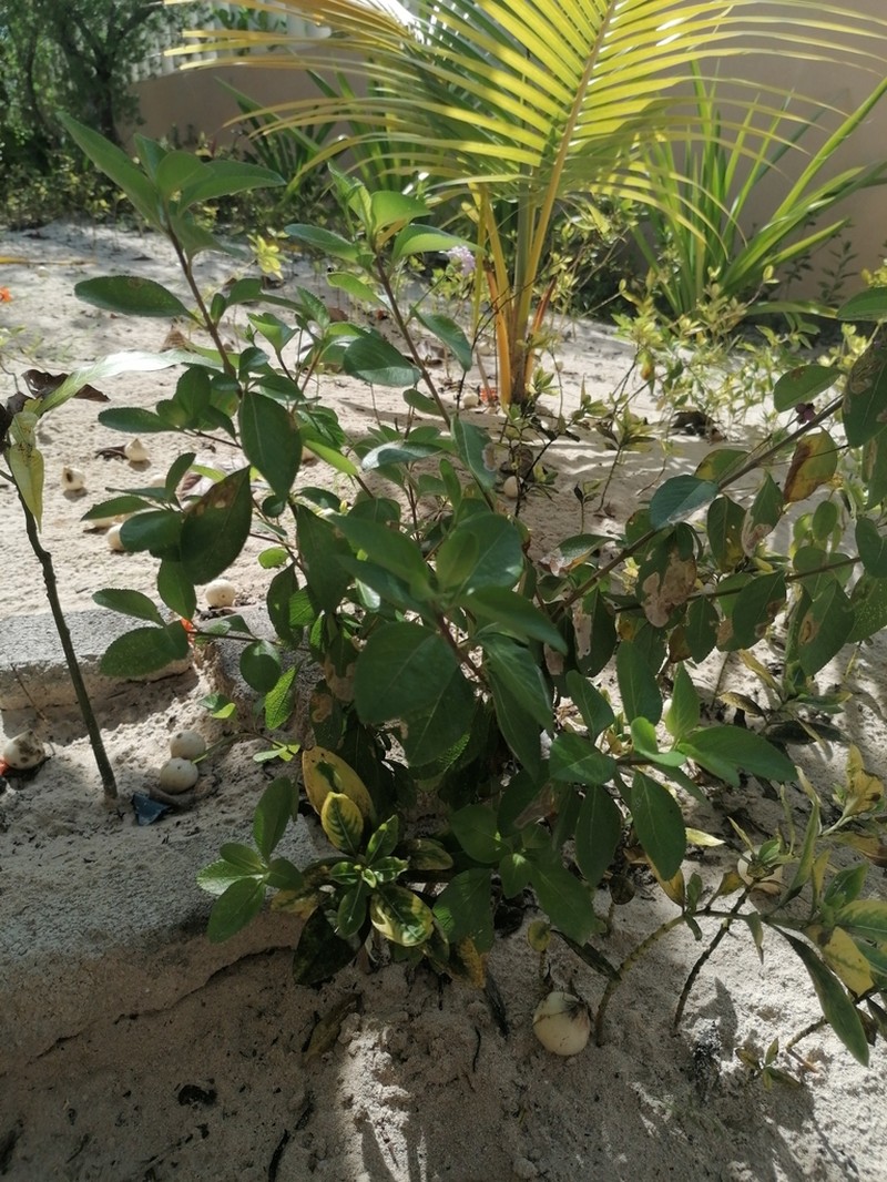 Buttonsage photo 5