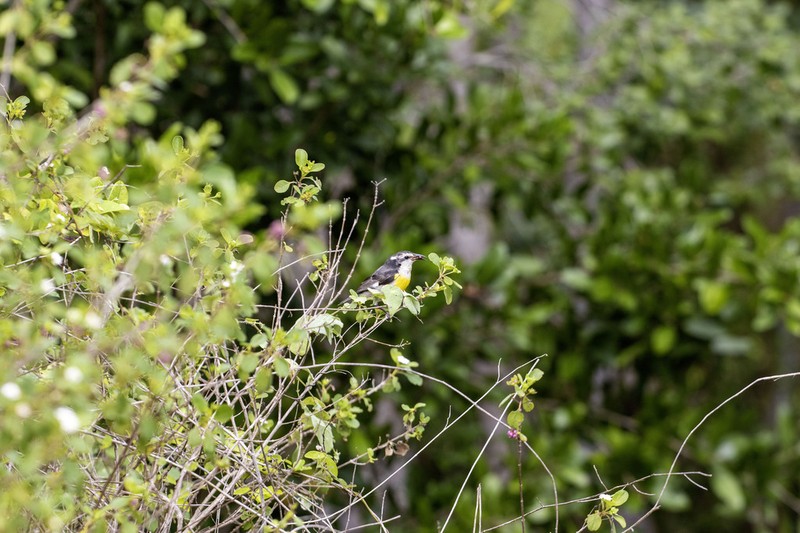 Buttonsage photo 6