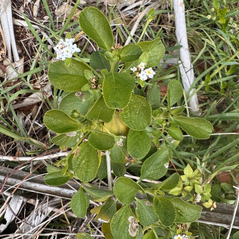 Buttonsage photo 7