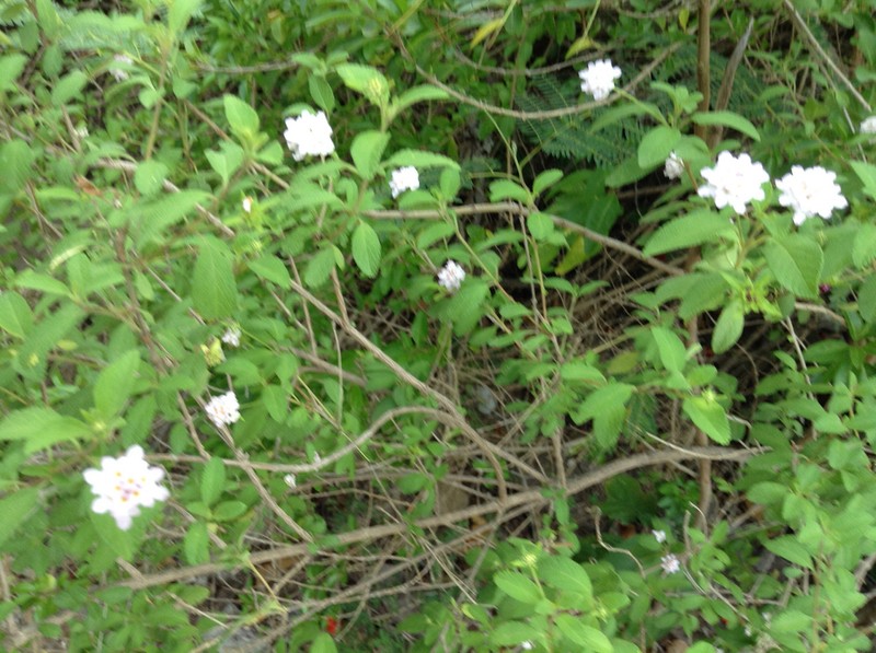 Buttonsage photo 8