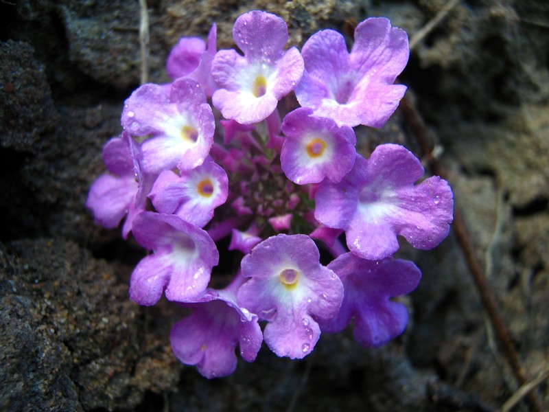 Trailing Shrubverbena photo 2