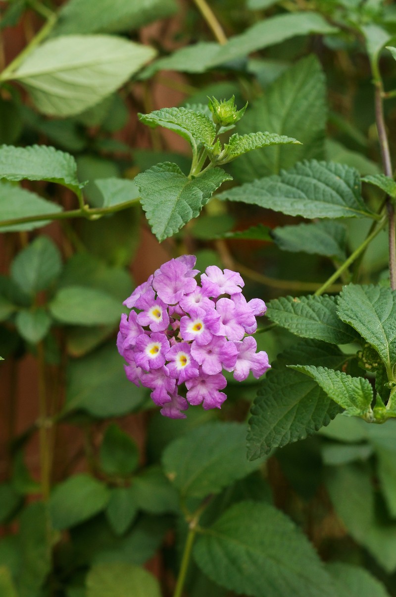 Trailing Shrubverbena photo 3