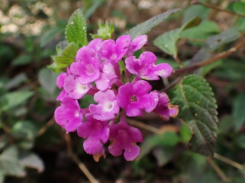 Trailing Shrubverbena photo 4