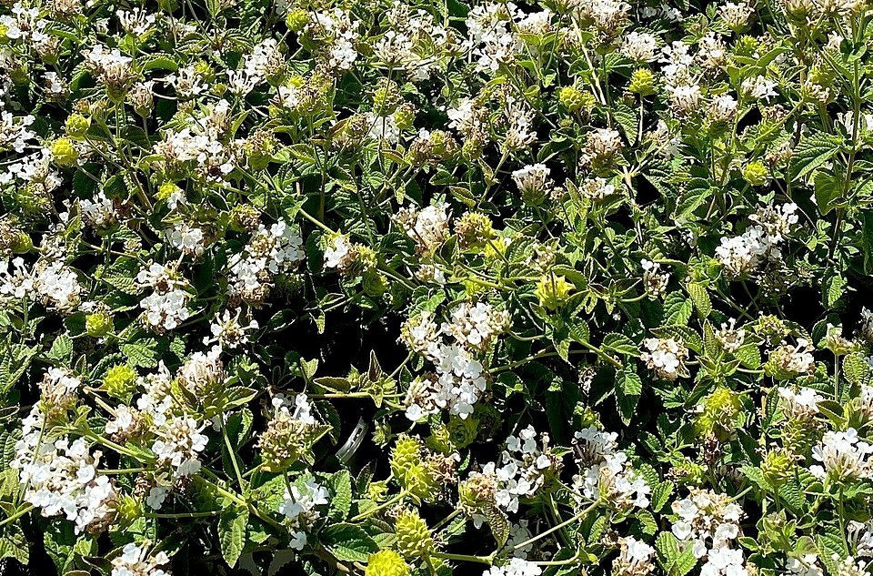Trailing Shrubverbena photo 5