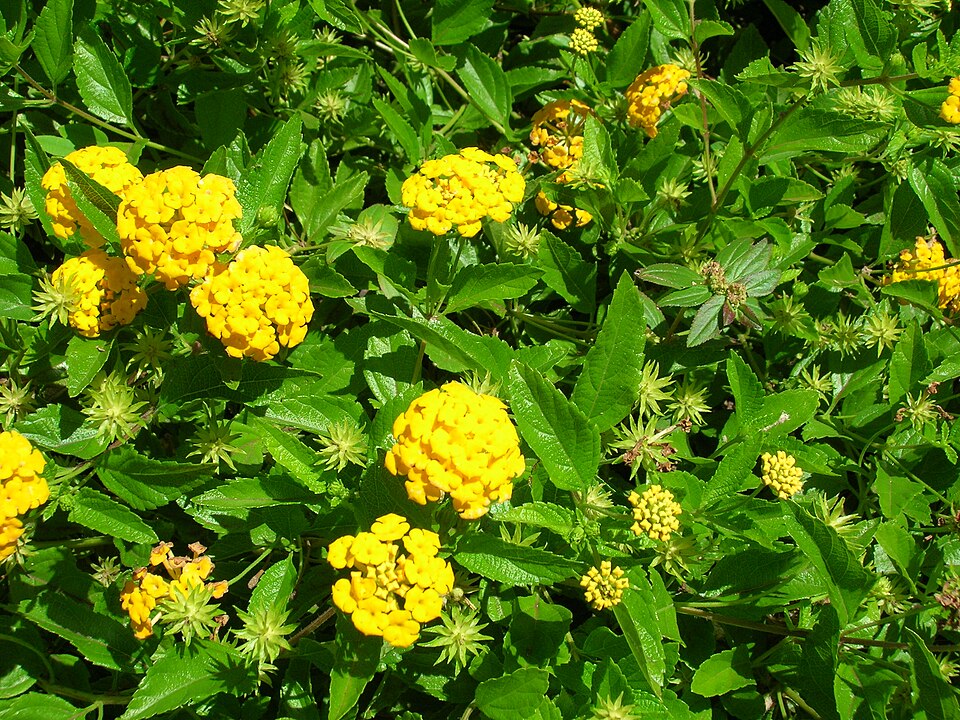 Trailing Shrubverbena photo 6