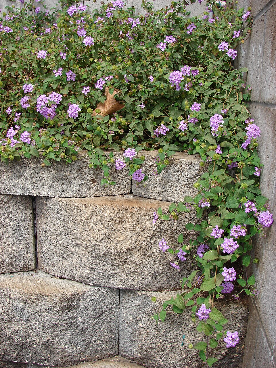 Trailing Shrubverbena photo 7
