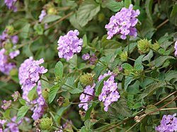 Trailing Shrubverbena