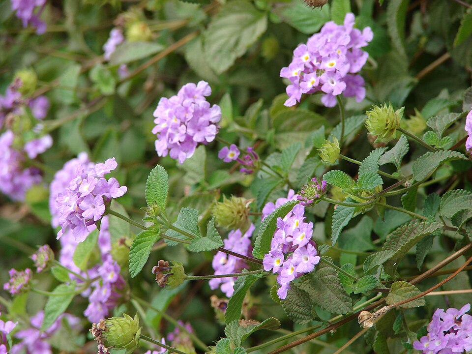 Trailing Shrubverbena