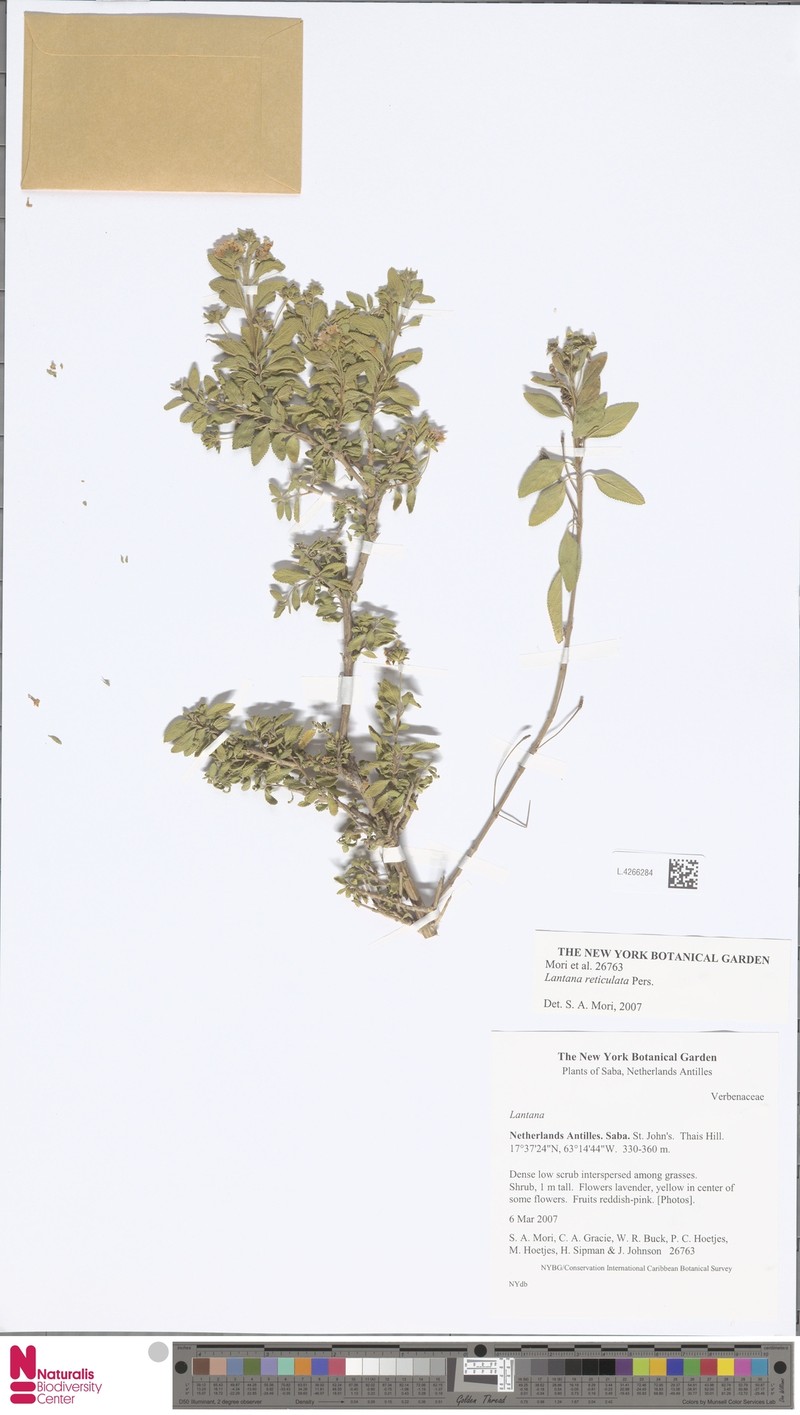Netted Shrubverbena