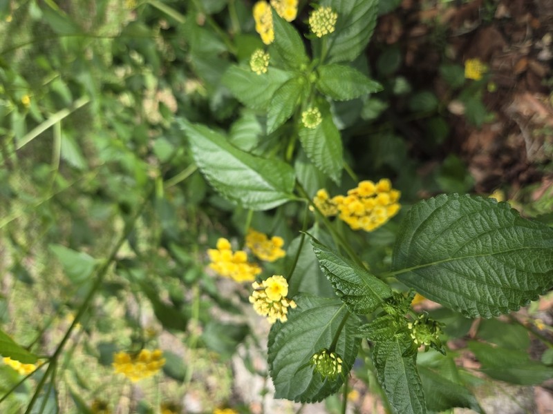 Lantana sandersii