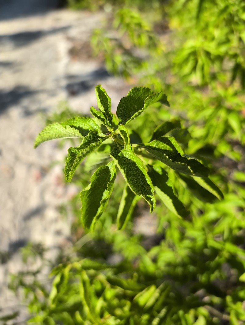 Lantana sandersii photo 2