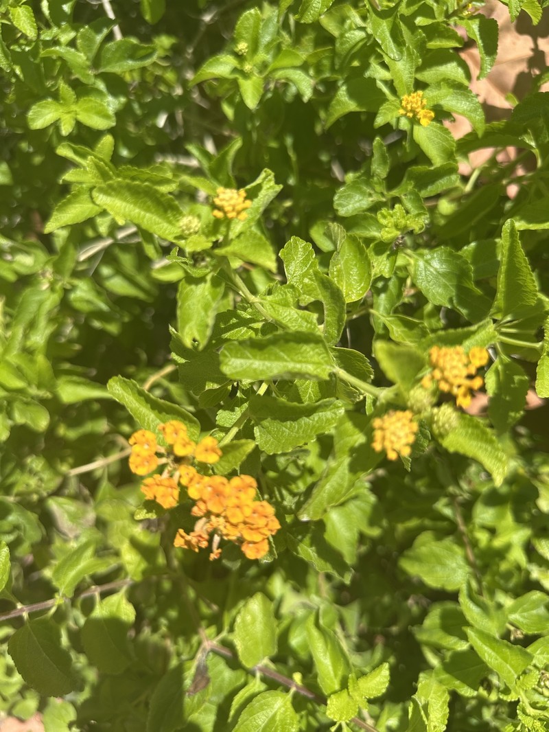 Lantana sandersii photo 3