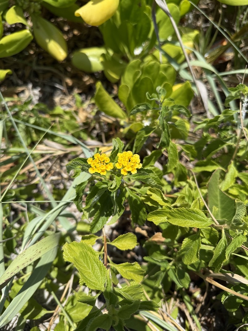 Lantana sandersii photo 5